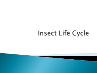 Insect Life Cycle