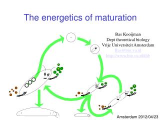 The energetics of maturation