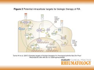 Figure 2 Potential intracellular targets for biologic therapy of RA