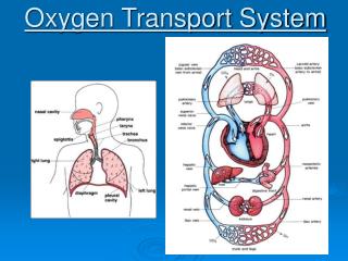 Oxygen Transport System