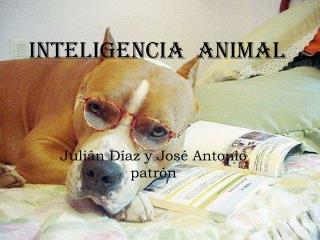 Inteligencia animal