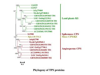 P hylogeny of TPS proteins