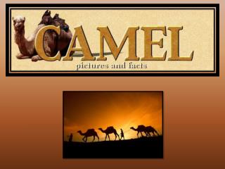 The Desert Camel