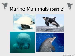 Marine Mammals (part 2)