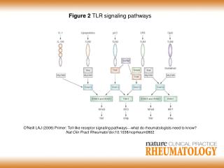 Figure 2 TLR signaling pathways