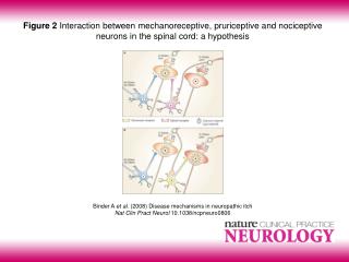 Binder A et al . (2008) Disease mechanisms in neuropathic itch