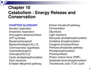 Chapter 10 Catabolism : Energy Release and Conservation