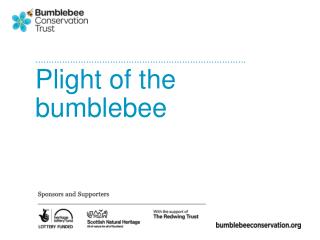 Plight of the bumblebee