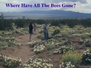 Where Have All The Bees Gone?