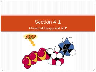 Section 4-1