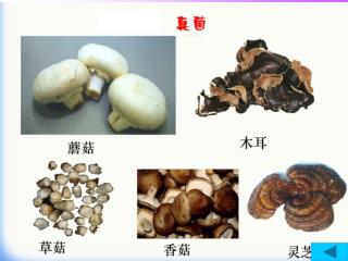 细菌和真菌的分布