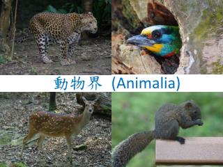動物界 (Animalia)