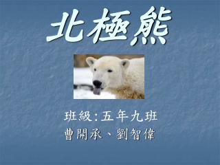 北極熊