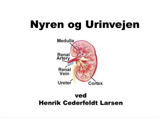 Nyren og Urinvejen