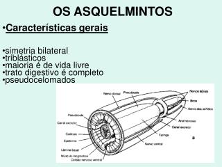 OS ASQUELMINTOS