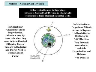 Mitosis – Asexual Cell Division