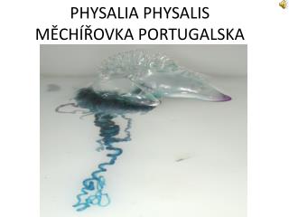 PHYSALIA PHYSALIS MĚCHÍŘOVKA PORTUGALSKA