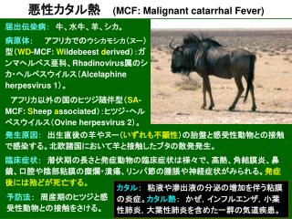 悪性カタル熱 (MCF: Malignant catarrhal Fever)