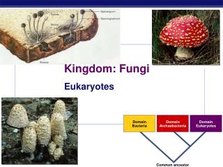 Kingdom: Fungi