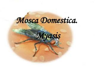 Mosca Domestica.