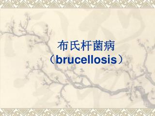 布氏杆菌病 （ brucellosis ）