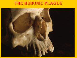 The Bubonic Plague