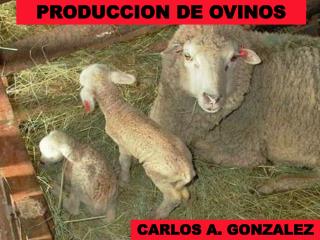 PRODUCCION DE OVINOS