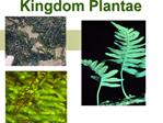 Kingdom Plantae