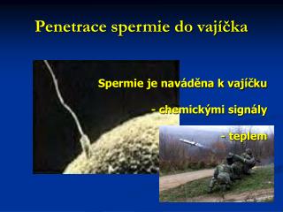 Penetrace spermie do vajíčka