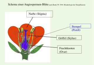 Schema einer Angiospermen-Blüte (nach Rauh, W. 1950: Morphologie der Nutzpflanzen)