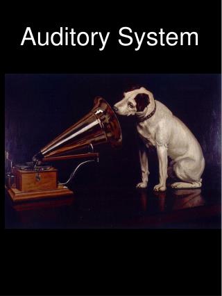 Auditory System