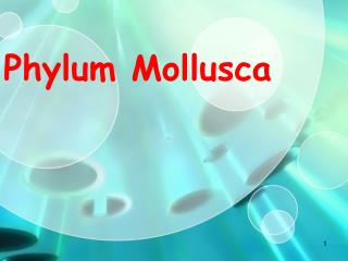 Phylum Mollusca