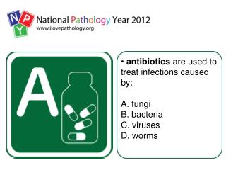 antibiotics are used to treat infections caused by: A. fungi B. bacteria C. viruses D. worms