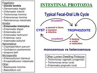 Flagellates : Giardia lamblia Dientamoeba fragilis Chilomastix mesnili Trichomonas hominis