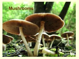 Mushrooms