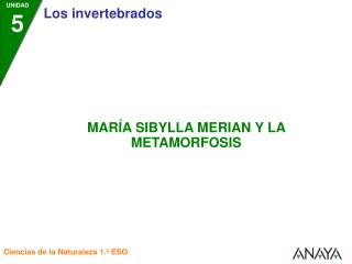 • Maria Sibylla Merian (1647-1717) fue una naturalista y pintora alemana.