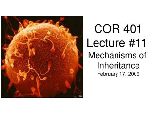 COR 401 Lecture #11 Mechanisms of Inheritance February 17, 2009