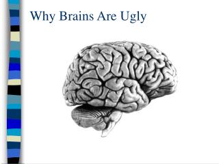 Why Brains Are Ugly