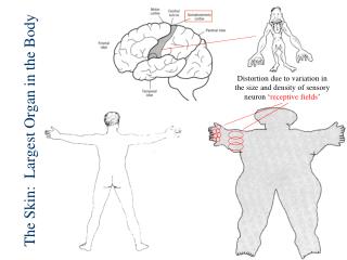 The Skin: Largest Organ in the Body