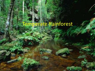 Temperate Rainforest