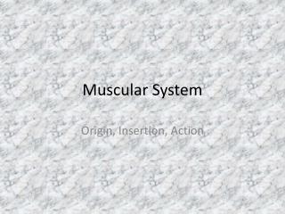 Muscular System