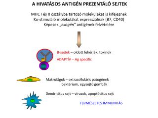 PROFESSIONAL ANTIGEN PRESENTING CELLS