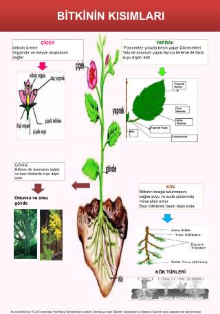 BİTKİNİN KISIMLARI