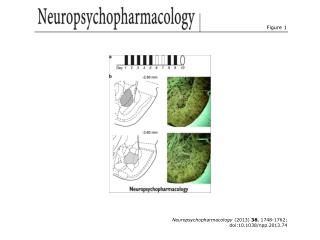 Neuropsychopharmacology (2013) 38 , 1748-1762; doi:10.1038/npp.2013.74