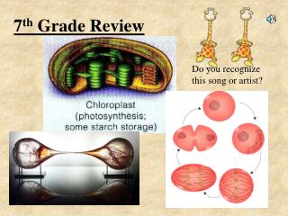 7 th Grade Review