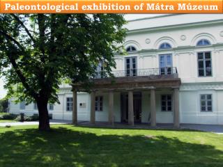 Paleontological exhibition of Mátra Múzeum