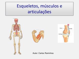 Esqueletos, músculos e articulações