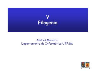 V Filogenia