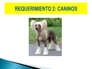 REQUERIMIENTO 2: CANINOS