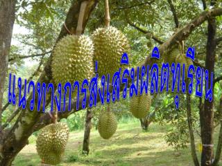 แนวทางการส่งเสริมผลิตทุเรียน